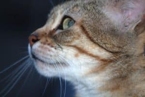cat-in-profile-green-eyes-image