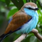 beautiful-blue-bellied-bird-image