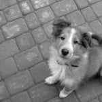shetland-pup-looking-up-image
