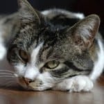 sleepy-cat-on-paw-image