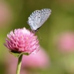 pink-clover-butterfly-image