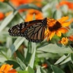 beautiful-monarch-butterfly-orange-flowers-image