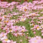 field-spring-flowers-image