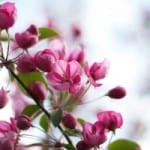 pink-purple-flowers-on-white-image