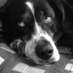lazy-dog-black-and-white-image