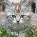 sweet-gray-cat-face-image