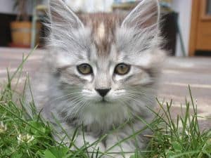 sweet-gray-cat-face-image