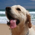 wet-lab-tongue-hanging-out-mouth-image