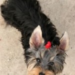 cute-yorkie-with-hairbow-image