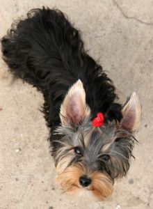 cute-yorkie-with-hairbow-image