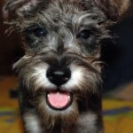 cute-terrier-tongue-out-image