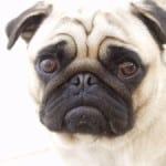 disappointed-pug-face-image