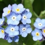 lovely-forget-me-nots-image