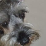 schnauzer-corner-profile-image