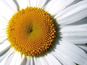 daisy-detail-image