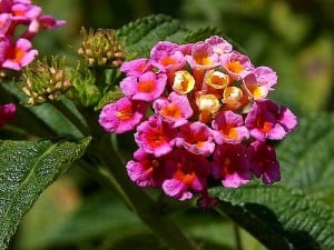 pink-star-flowers-image