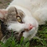 lovely_grey_white_cat_green_eyes-grass_image