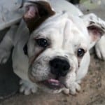 cute-bulldog-looking-up-image