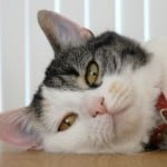 cat-resting-head-image