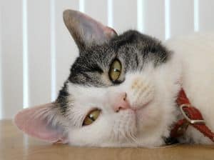 cat-resting-head-image