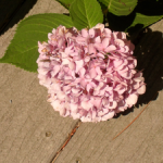 pink-flowers-on-wood-image