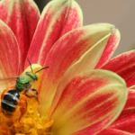 peach-yellow-flower-bee-image