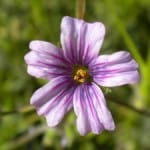 close-up-purple-white-stripe-flower-image