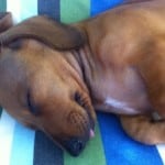 sleepy-dachshund-on-striped-blanket-image
