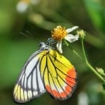 orange-yellow-black-butterfly-hanging-flower-image