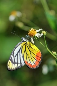orange-yellow-black-butterfly-hanging-flower-image