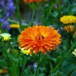 marigold-calendula-in-field-wildflowers-image