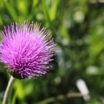lovely-purple-thistle-green-image