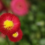 red-and-yellow-spring-flowers-image
