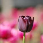 beautiful_black_tulip_image