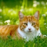 orange-cat-field-green-image