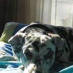 Dalmatian-on-blue-blanket-image