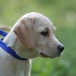 lab-puppy-blue-collar-image