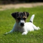 jack-russell-puppy-lying-in-grass-image