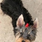 cute-yorkie-red-hairbow-image