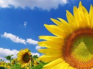giant-sunflower-little-sunflower-image