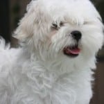 fluffy-white-maltese-pup-image
