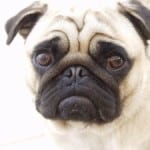 sad-little-pug-face-image