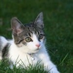 gray-white-kitten-green-eyes-grass-image
