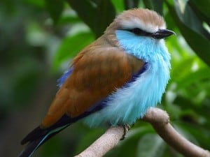 bright-colorful-fat-bird-image