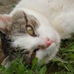 sweet-cat-in-grass-image