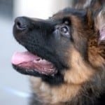 brown-black-dog-tongue-hanging-out-image
