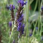 lavender-in-field-image