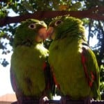 bright-green-love-birds-image