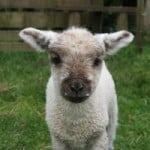 straight-ahead-profile-baby-lamb-image