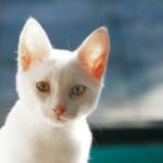 white-cat-pink-ears-daylight-image